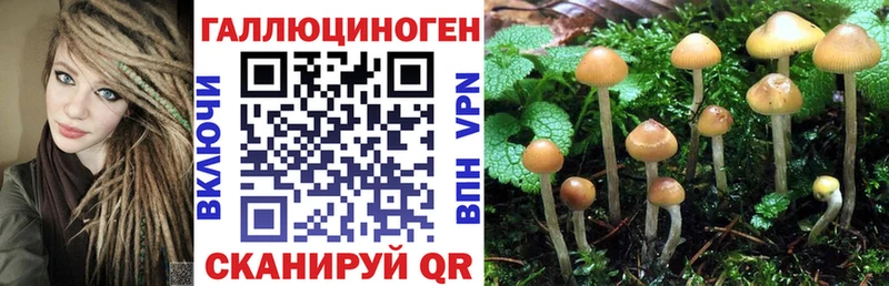 Купить где  Дрезна  Псилоцибиновые грибы мицелий 